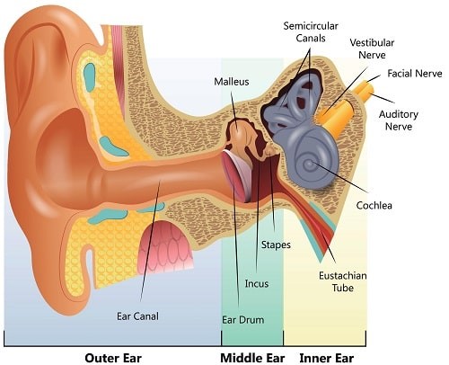 The average person is born with about 15,000 important hair cells within their cochlea and these cells are vulnerable to damage. Photograph: iStock