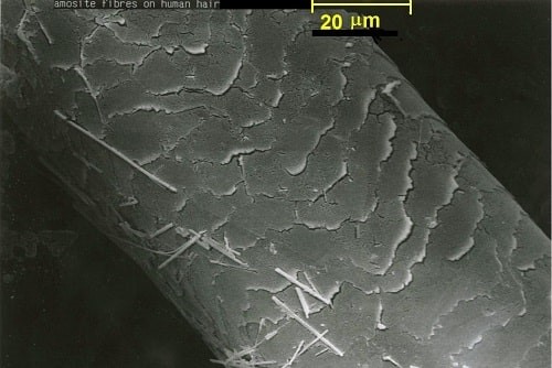 Amosite asbestos fibres on a human hair. There is no safe level of exposure.