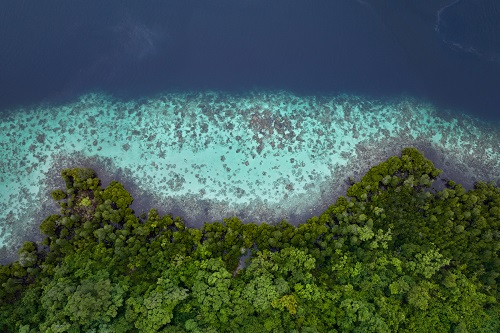 Biodiversity Med Istock Velvetfish